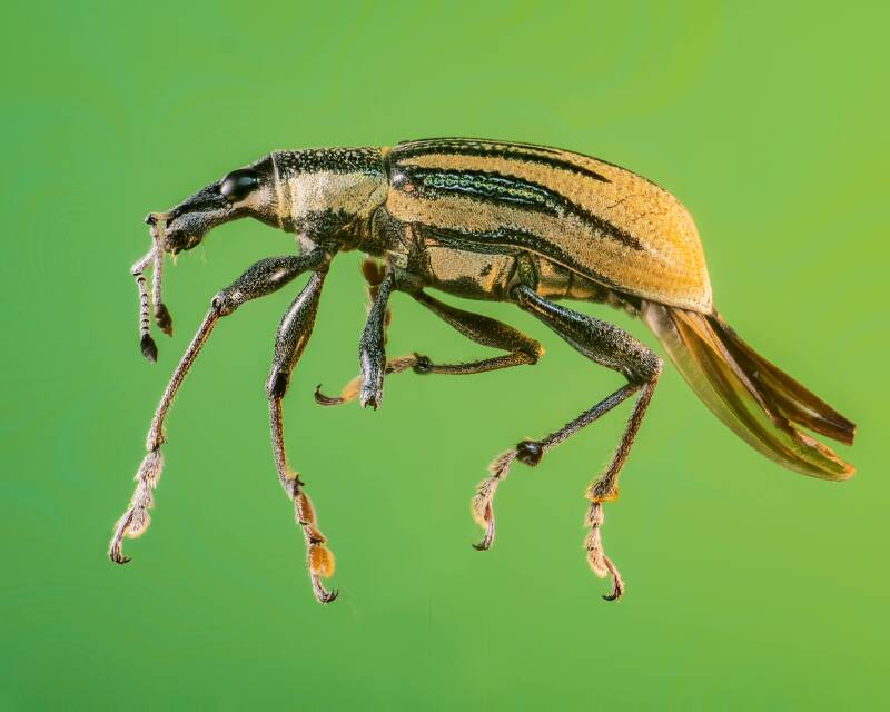 Diaprepes Root Weevil (2)