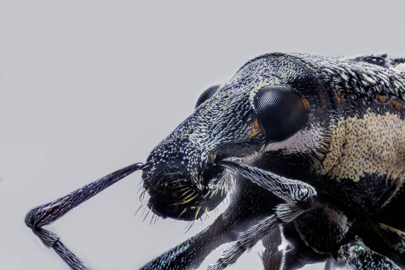 Diaprepes Root Weevil (1)