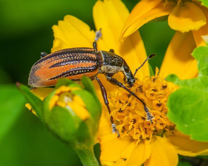 Diaprepes Root Weevil (3)
