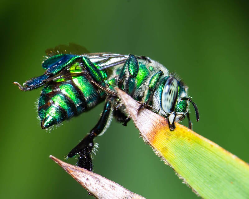 Dilemma Orchid Bee (1)