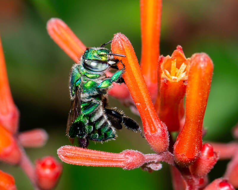 Dilemma Orchid Bee (2)