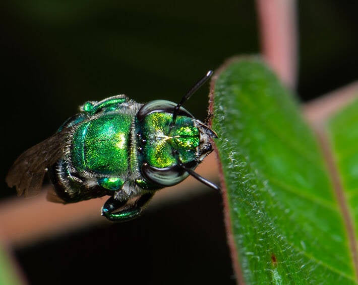 Dilemma Orchid Bee (4)