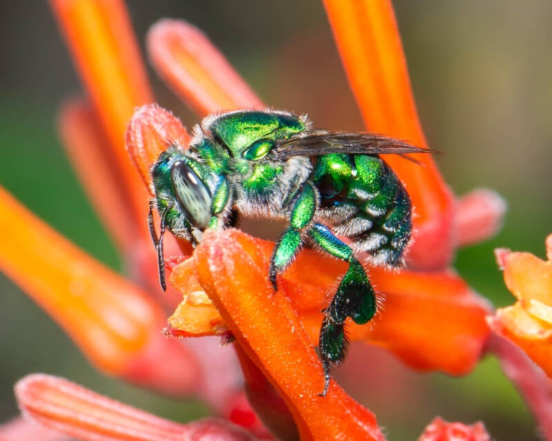 Dilemma Orchid Bee (3)