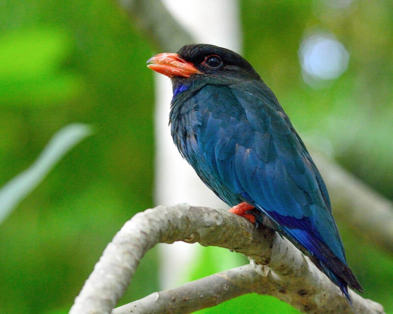 Dollarbird (1)