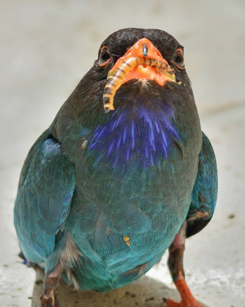 Dollarbird (2)
