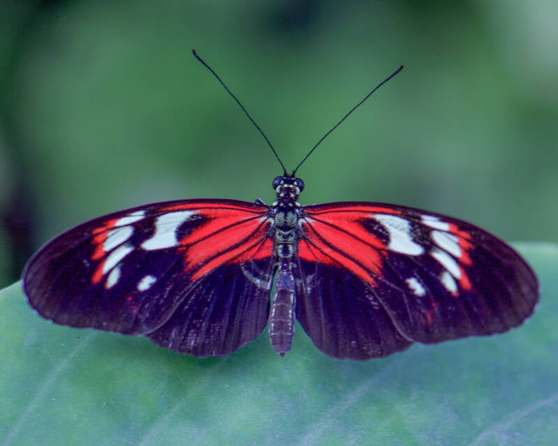 Doris Longwing (1)
