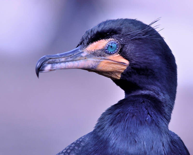 Double-Crested Cormmorant (3)
