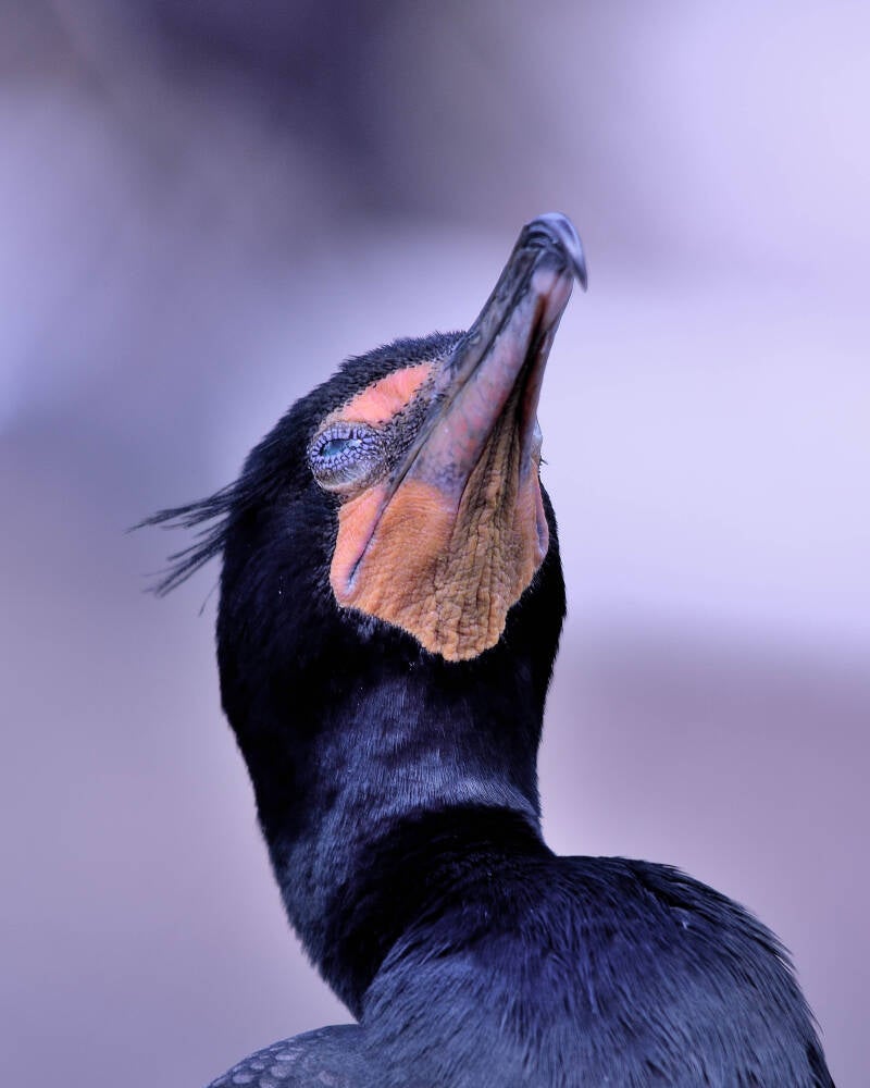 Double-Crested Cormmorant (4)