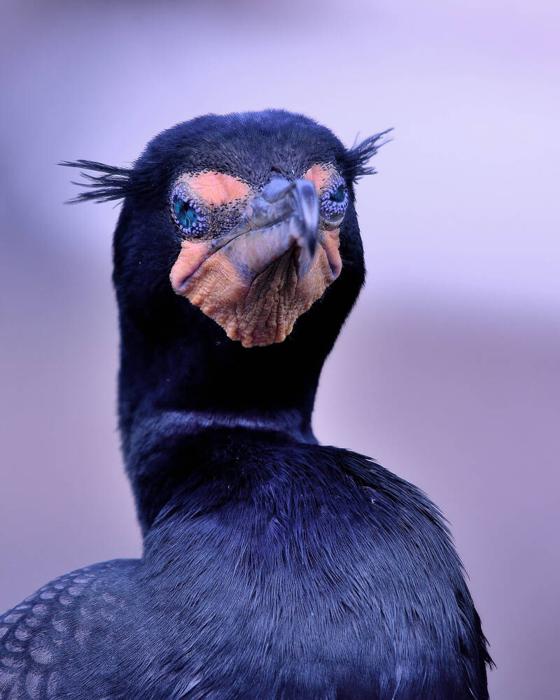 Double-Crested Cormmorant (5)