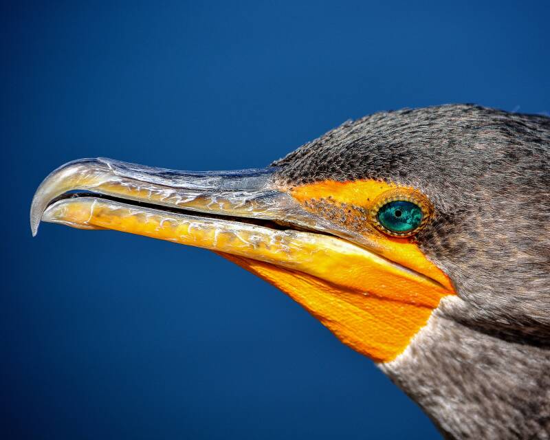 Double-Crested Cormmorant (1)