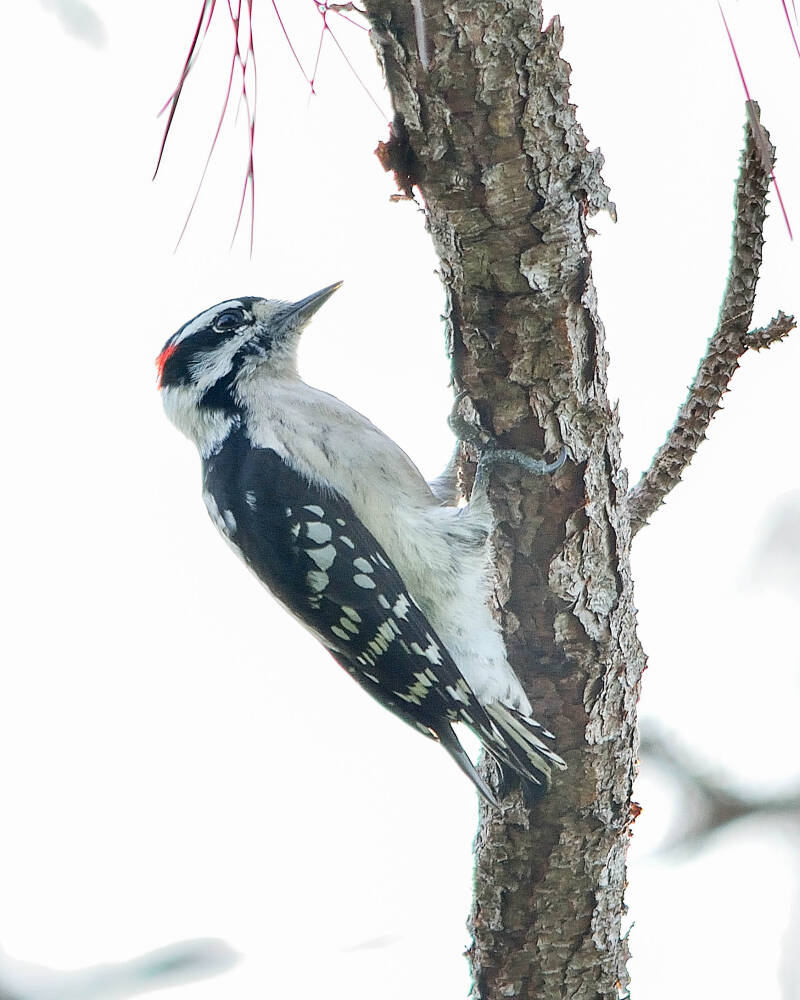 Downy Woodpecker (1)