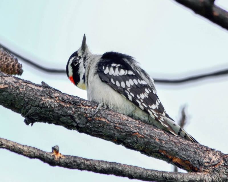 Downy Woodpecker (2)