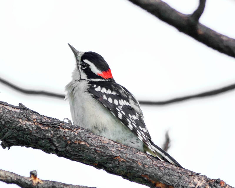 Downy Woodpecker (3)