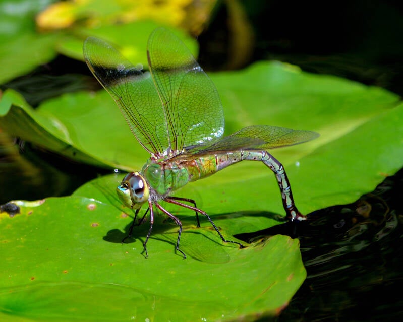 Green Darner (2)