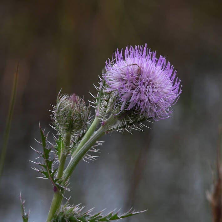 Purple Thisle (1)