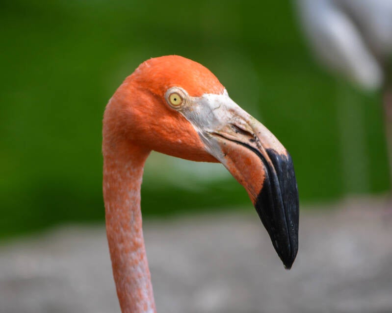 American Flamingo (11)