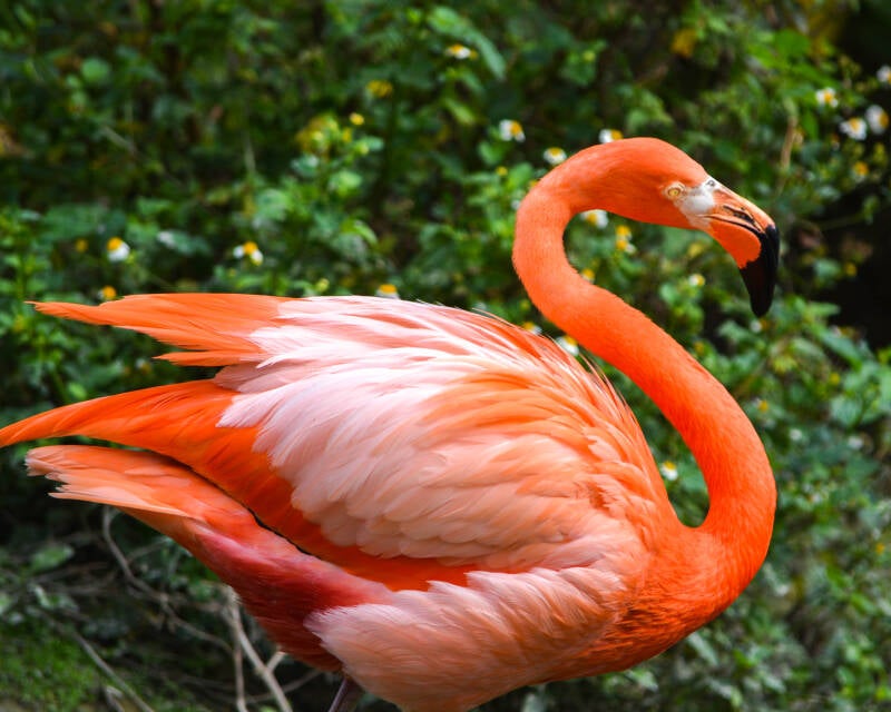 American Flamingo (12)