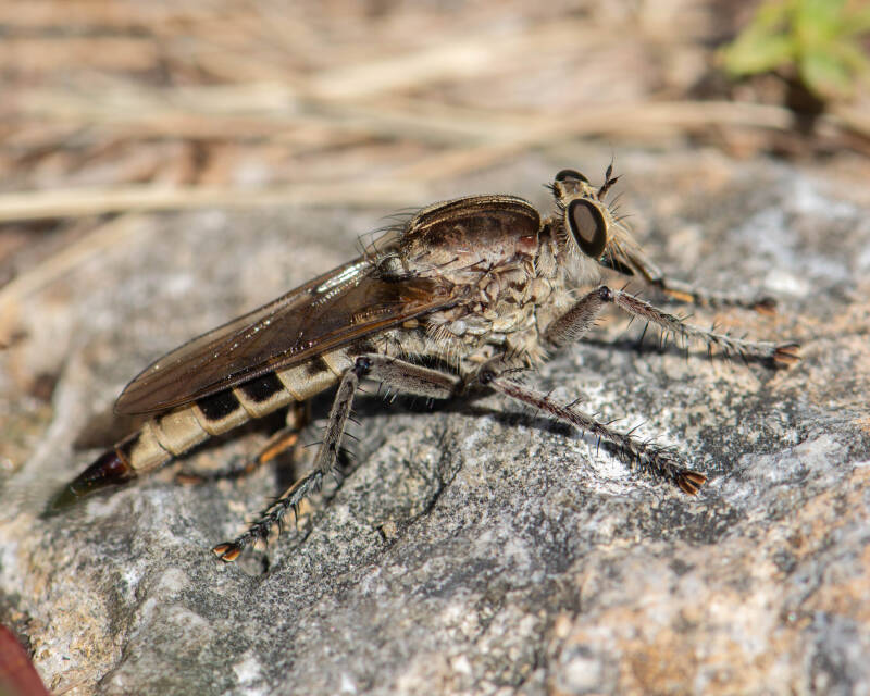 Triorla Robber Fly (7)