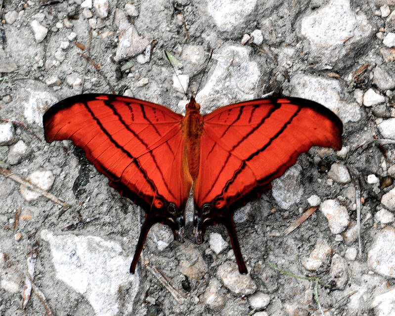 Ruddy Daggerwing (2)