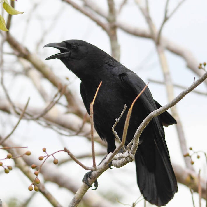 Florida Crow (2)