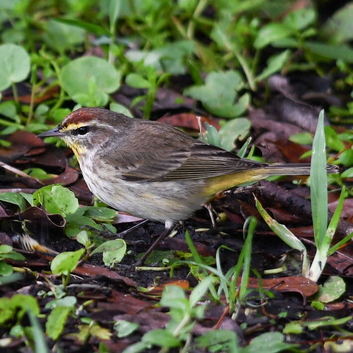 Palm Warbler (2)