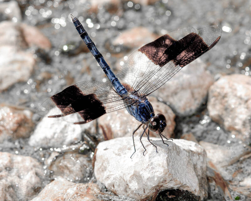 Band-Winged Dragonlet (9)