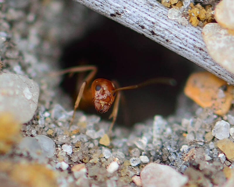 Ant (3)