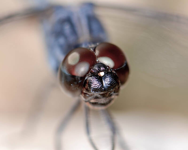 Band-Winged Dragonlet (10)