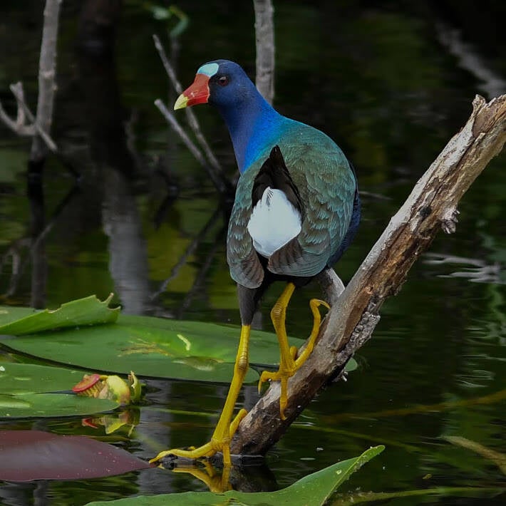 Purple Gallinule (2)