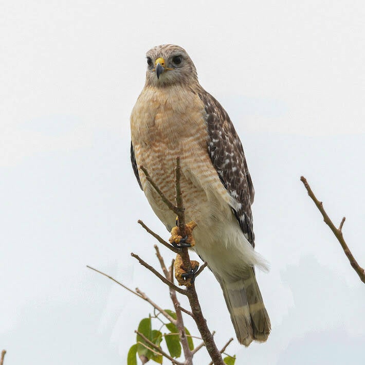 Red-Shouldered Hawk (5)