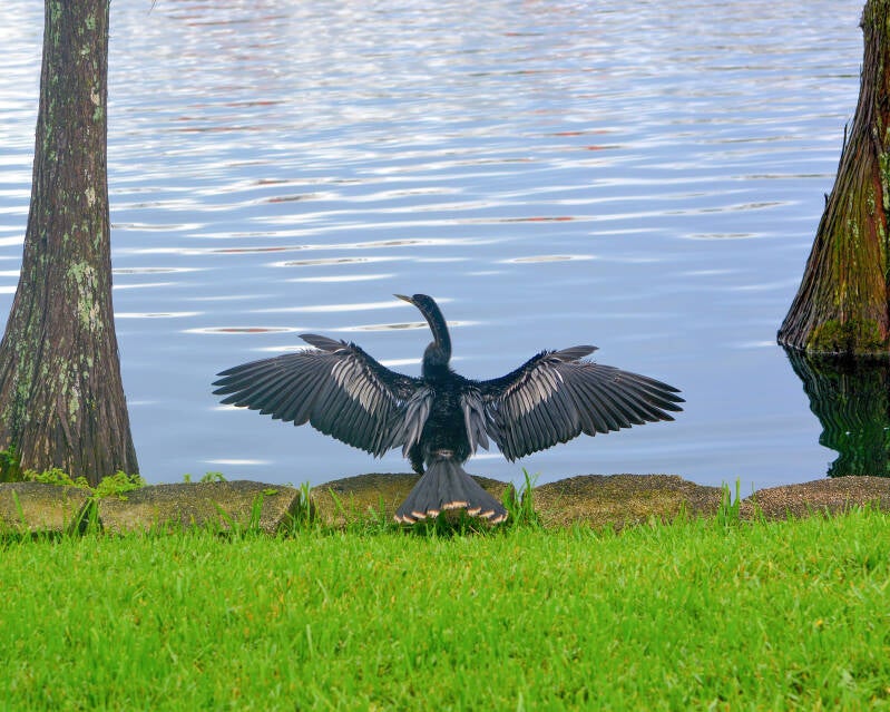 Anhinga (9)