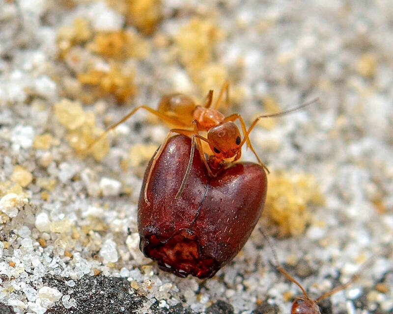 Ant (4)