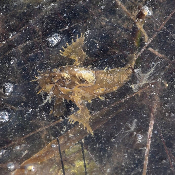 Sargassum Fish (1)