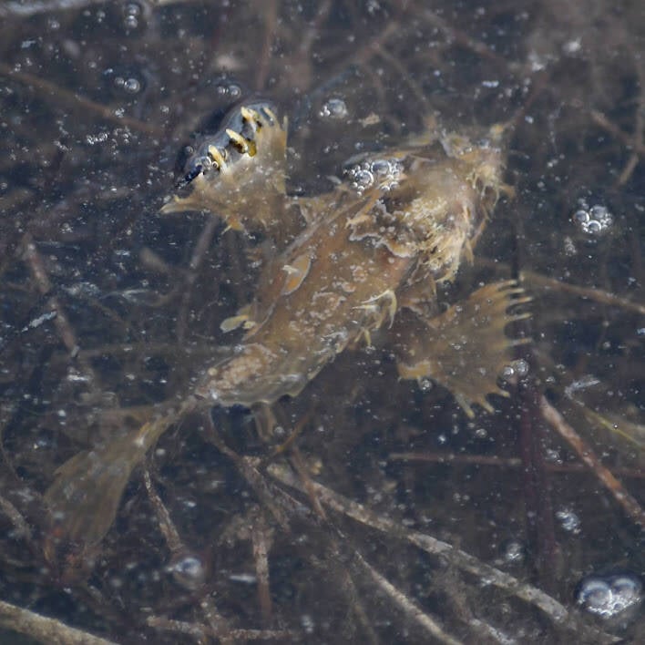 Sargassum Fish (2)