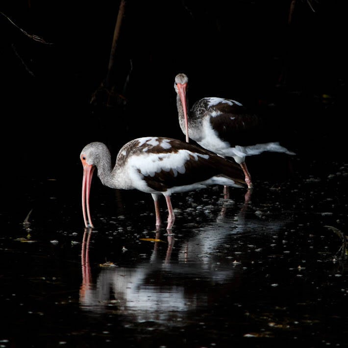 American White Ibis (9)