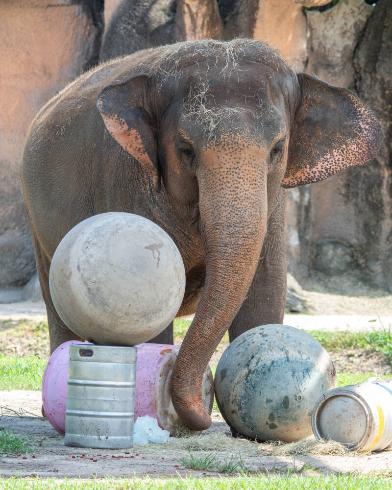 Asian Elephant (5)