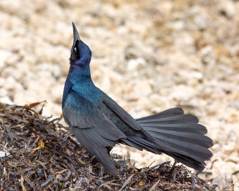Boat-Tailed Grackle (5)