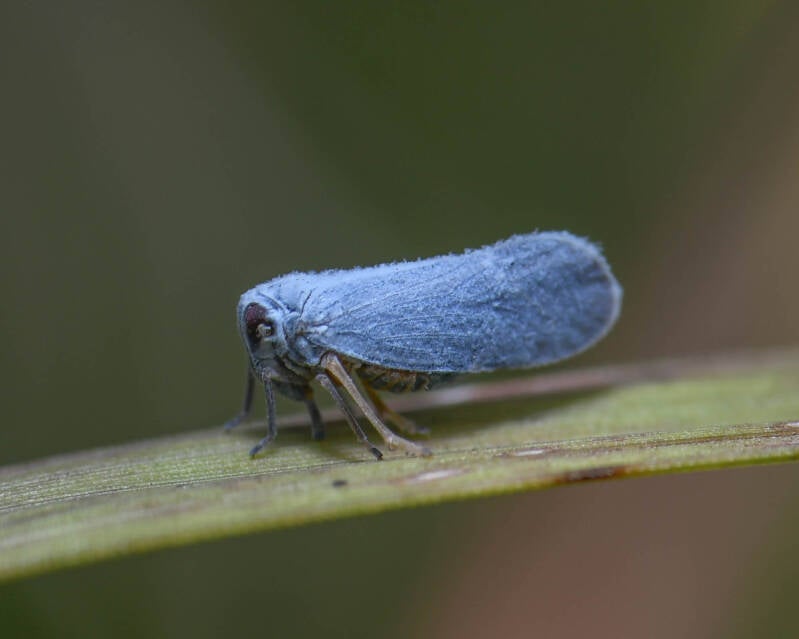 Cedusa Derbid  Planthopper (1)
