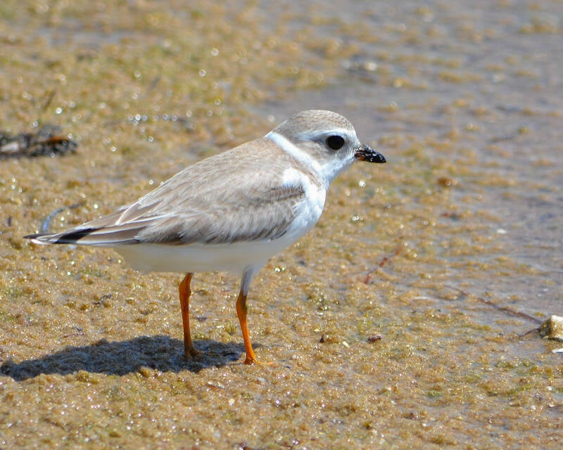 Semipalmated Plover (1)