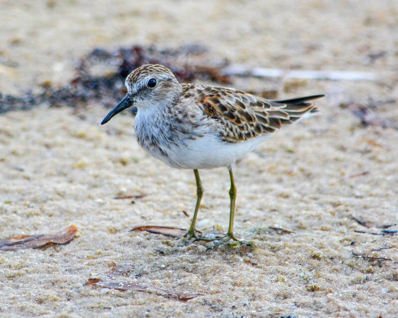 Sanderling (1)