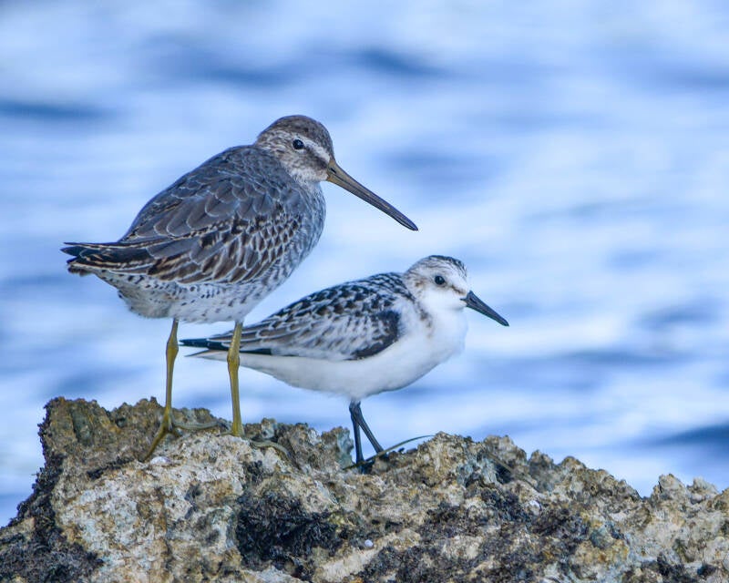 Short-Billed Dowwitcher and Sanderling
