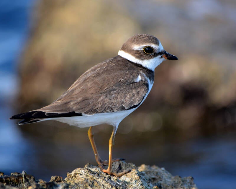 Semipalmated Plover (2)