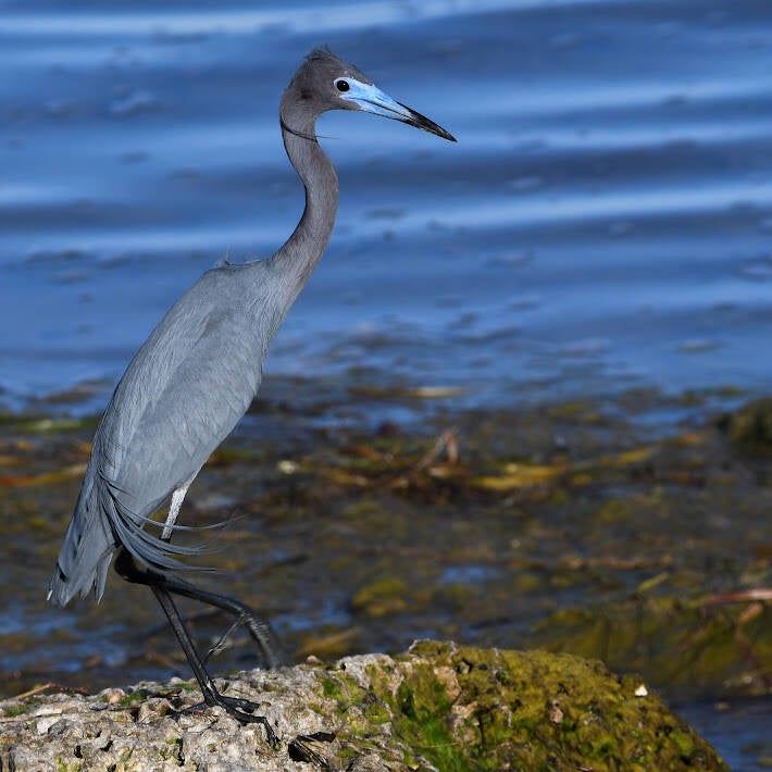 Littie Blue Heron (4)