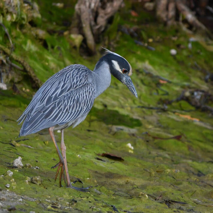 Yellow-Crowned Night Heron (3)