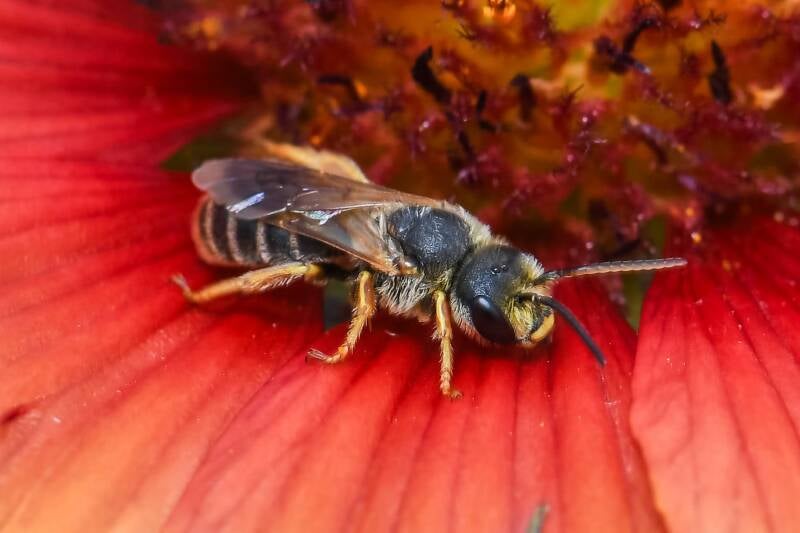 Poey's Furrow Bee (3)