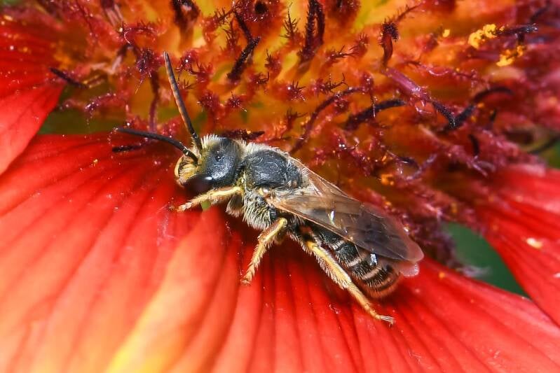 Poey's Furrow Bee (4)