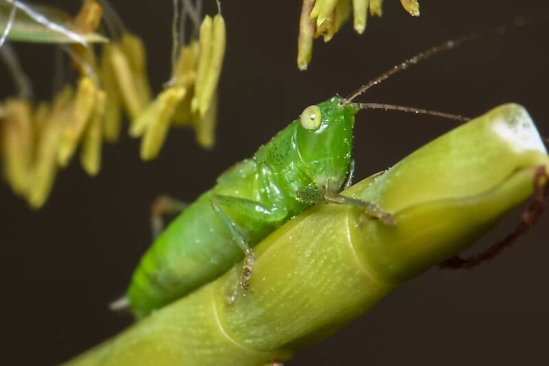 Lesser Meadow Katydid (1)