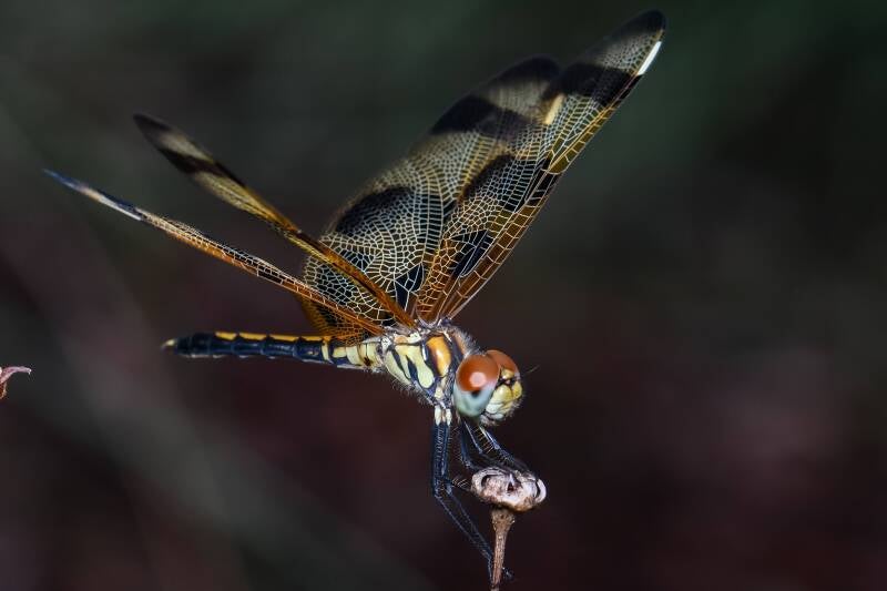 Halloween Pennant (6)