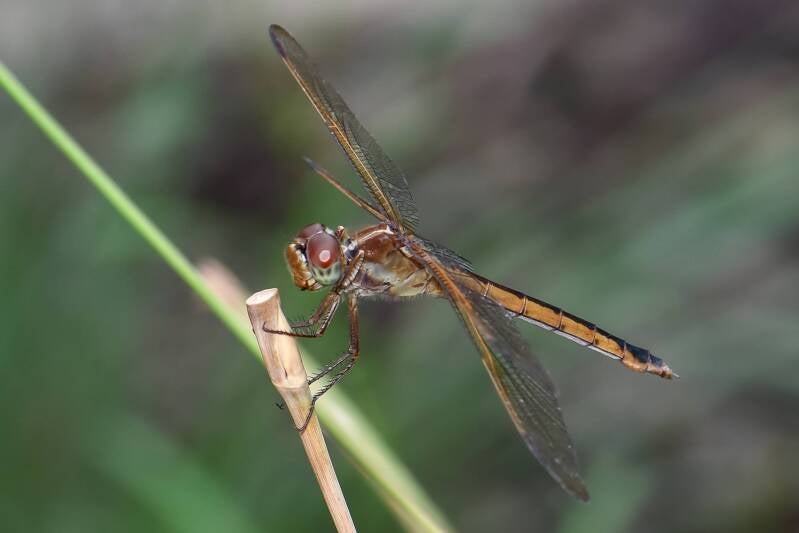 Needham's Skimmer (1)