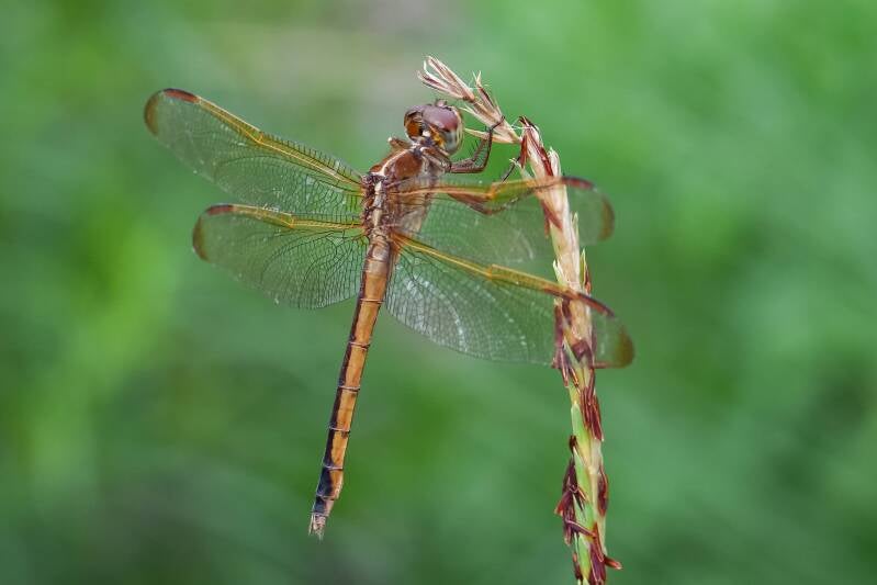 Needham's Skimmer (2)